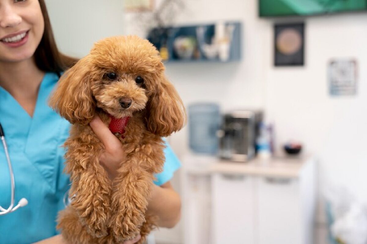 2024年最新【動物病院SEO対策 完全ガイド】新規顧客獲得率200%UP!Googleトップ表示への道筋と成功事例 36 3 1