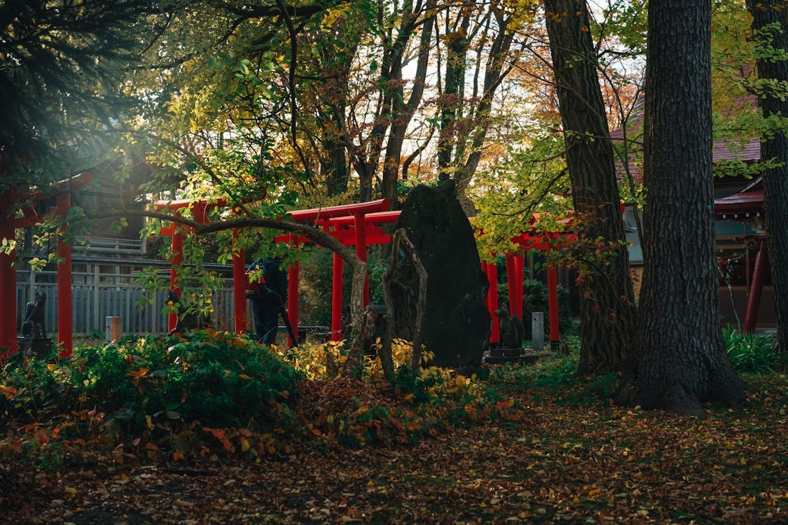 pexels photo 29410514