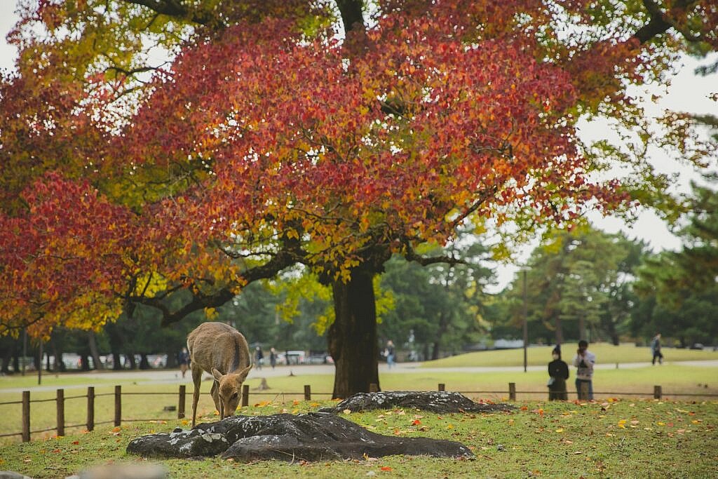 pexels ryutaro 6249440